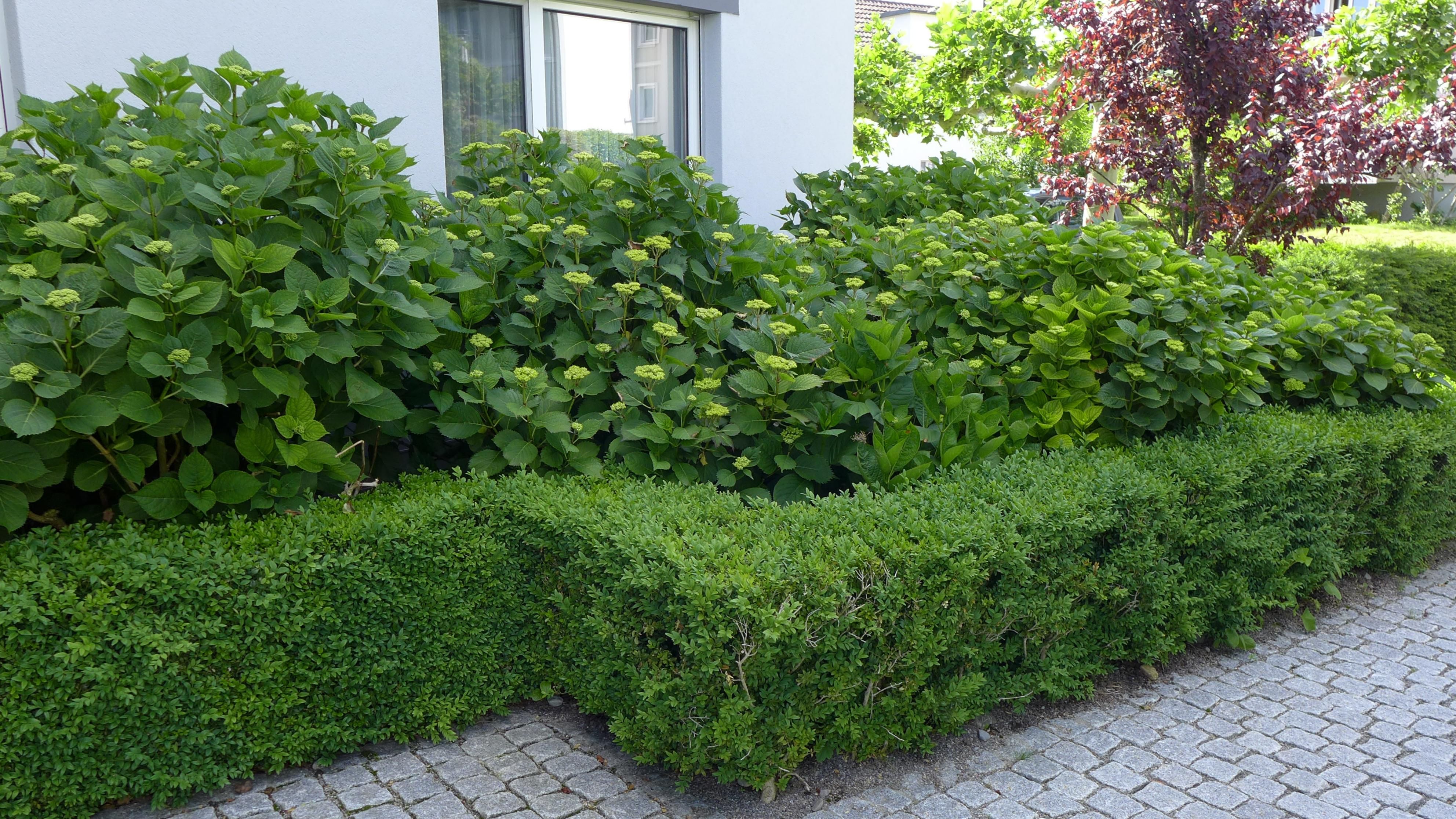 Laederach Gartenbau - Gartenpflege in Huenenberg - Huenenberg See