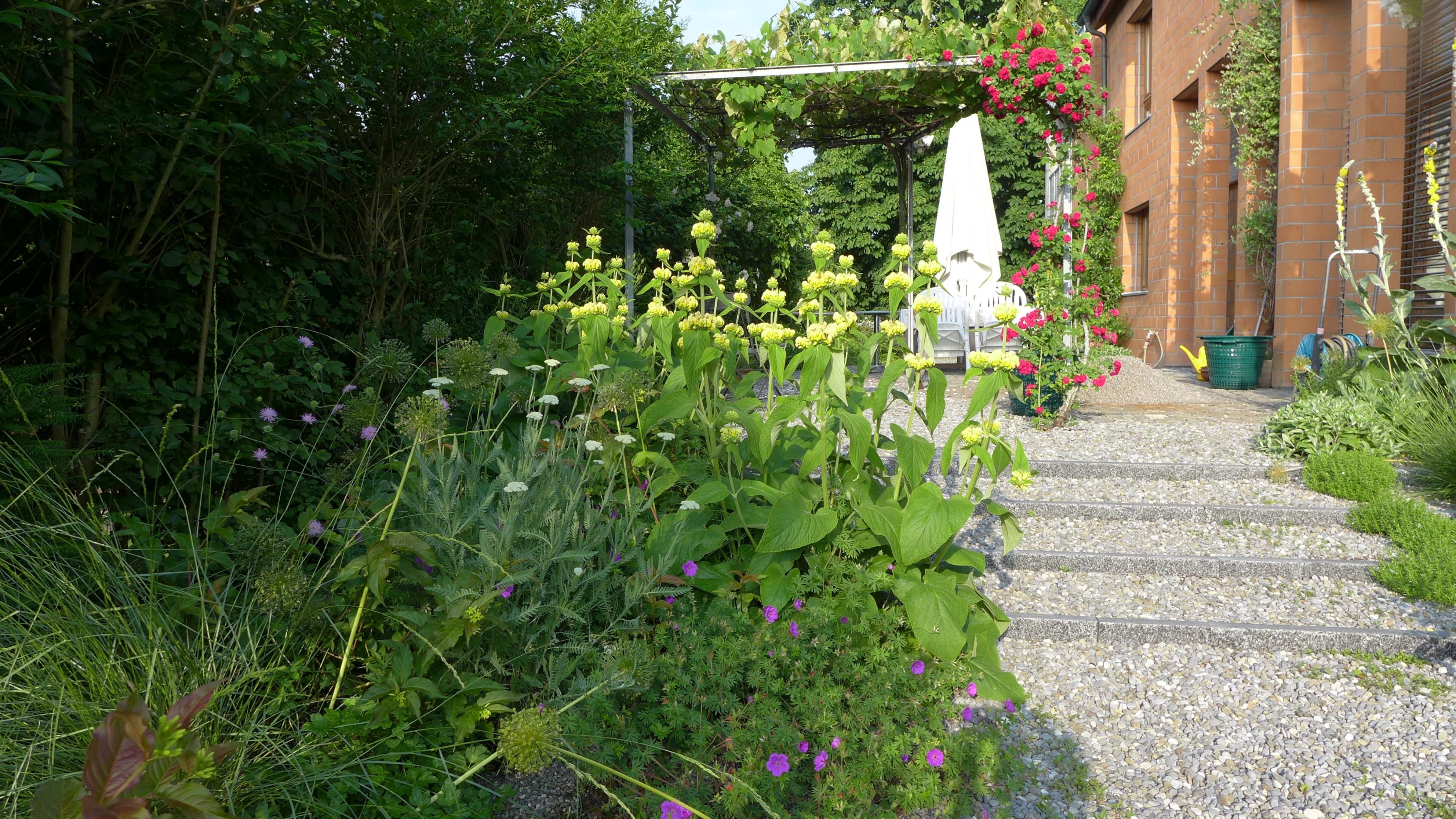 Laederach Gartenbau - Staudenrabatten - Gartenbau