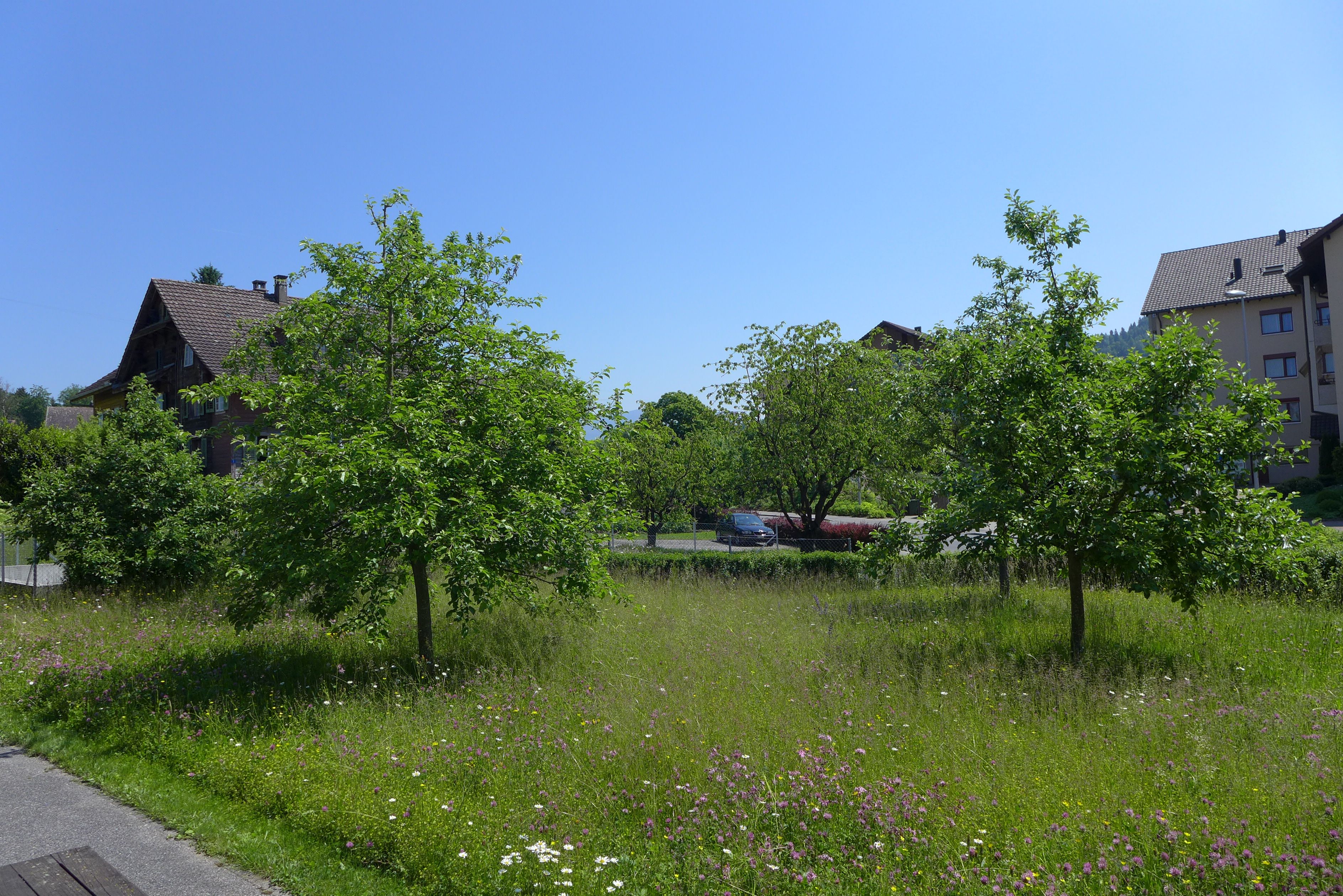 Laederach Gartenbau - Naturgarten mit Blumenwiese und Baeumen