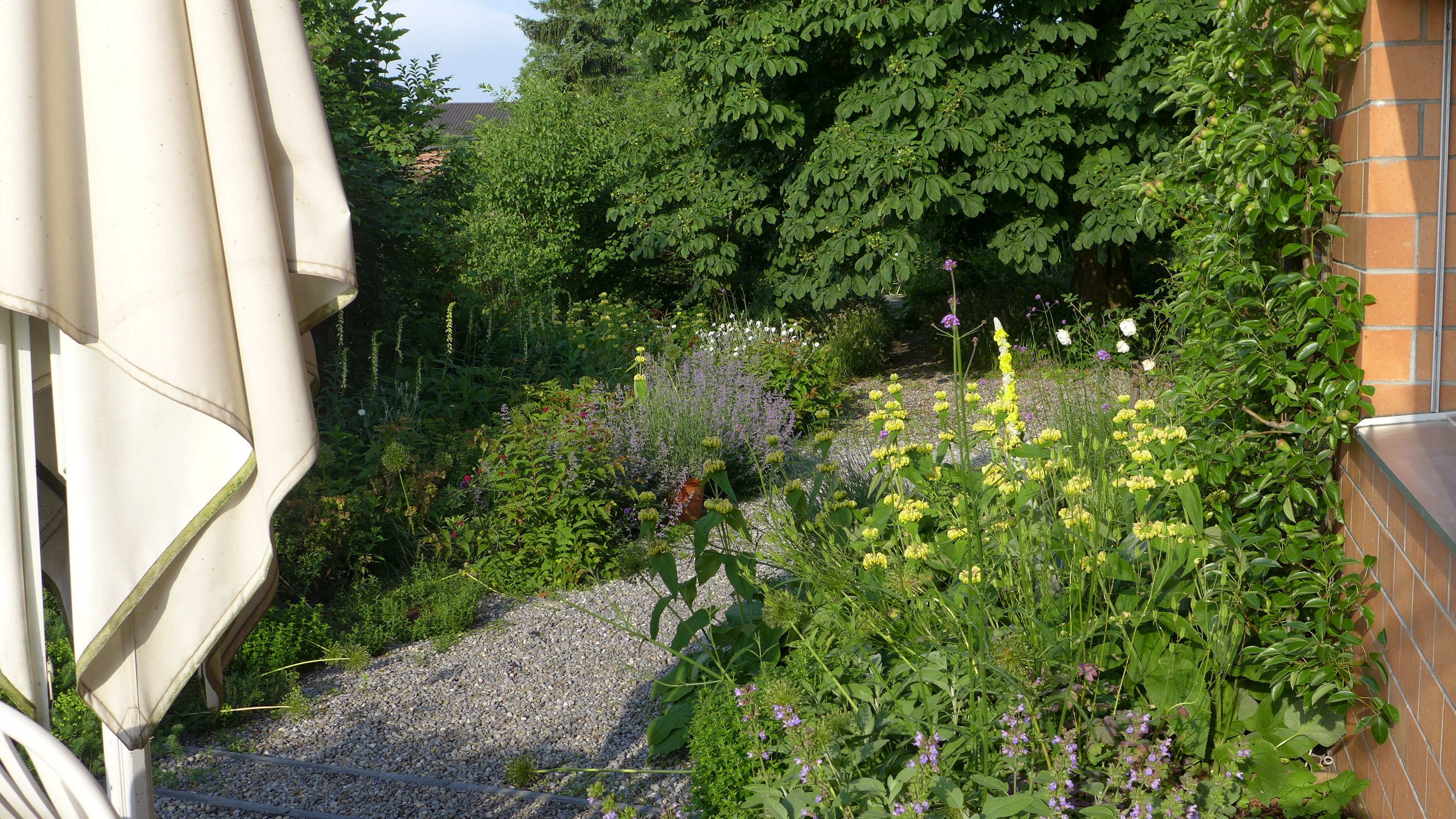 Laederach Gartenbau - Wildkraeuter im Garten - Gartenbau