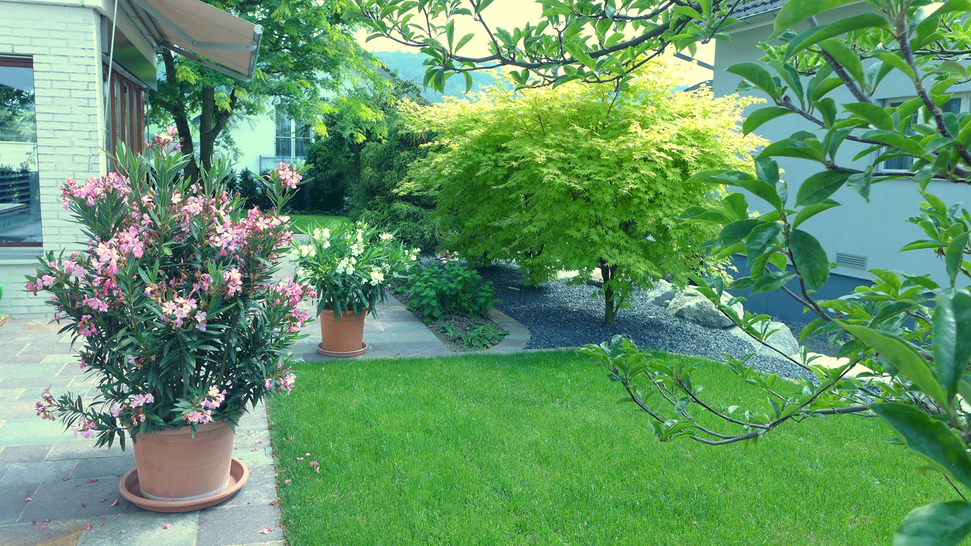 Laederach Gartenbau - Kuebelpflanzen im Garten - Gartenbau