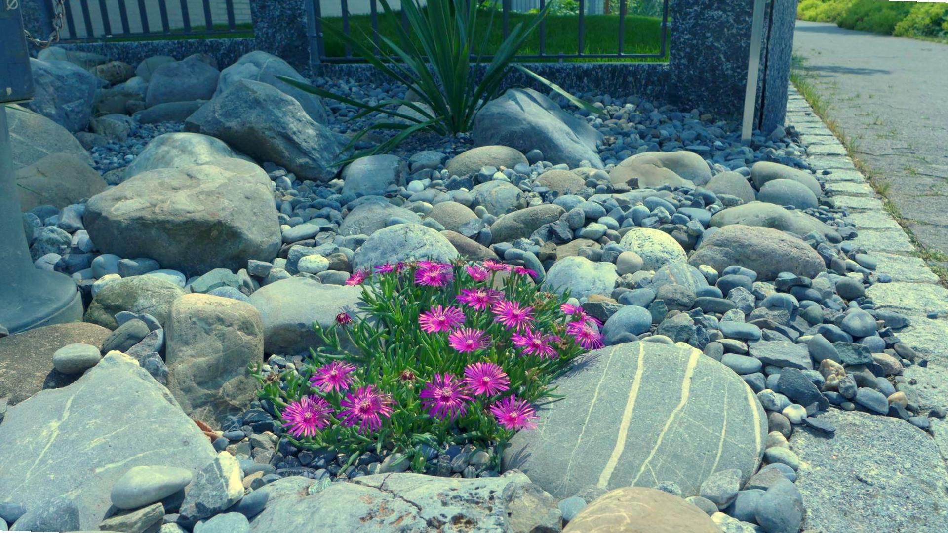 Laederach Gartenbau - Kiesgarten - Trockenrabatte - Gartenbau