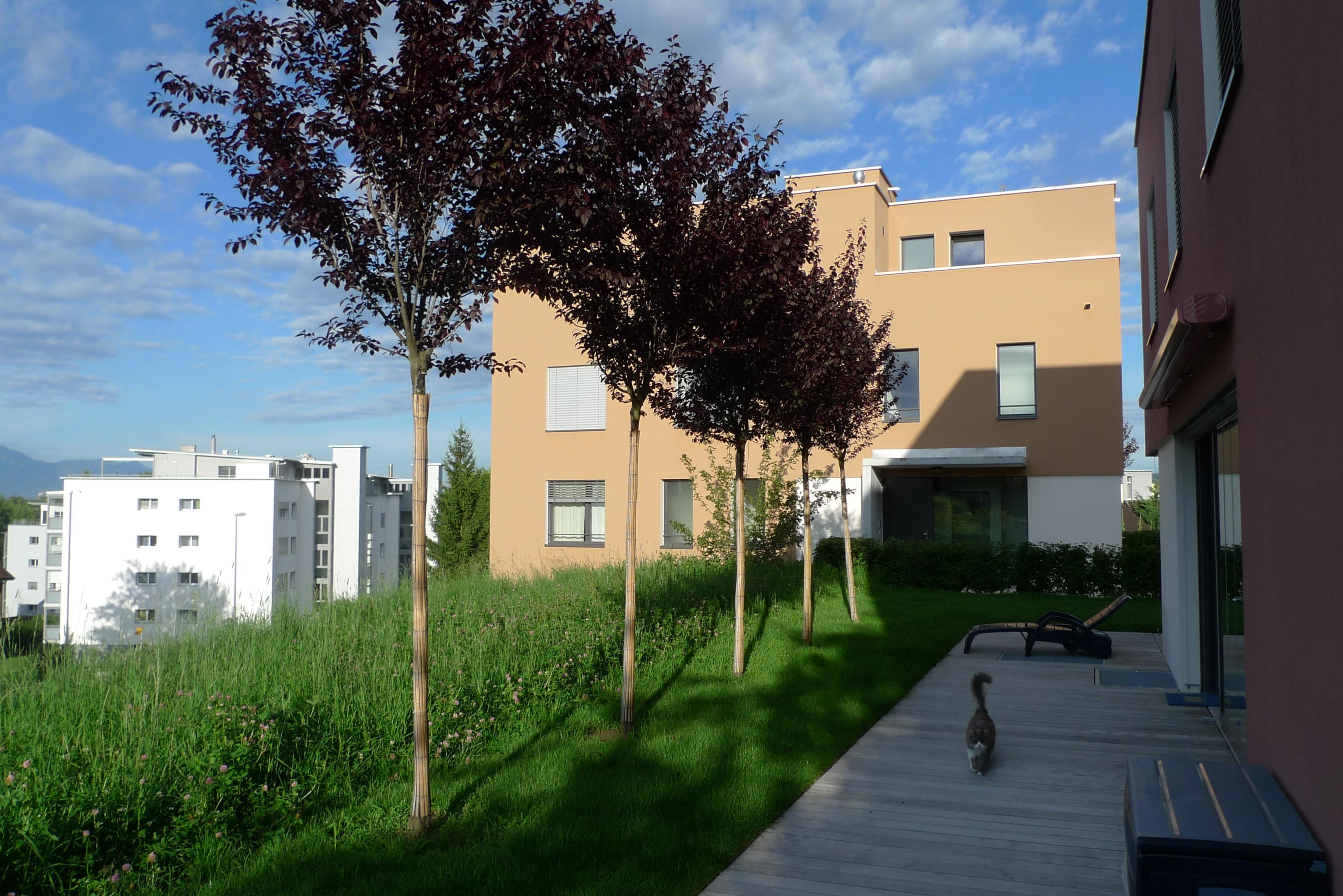 Laederach Gartenbau - Gartengestaltung mit rotblaettrigen Baeumen