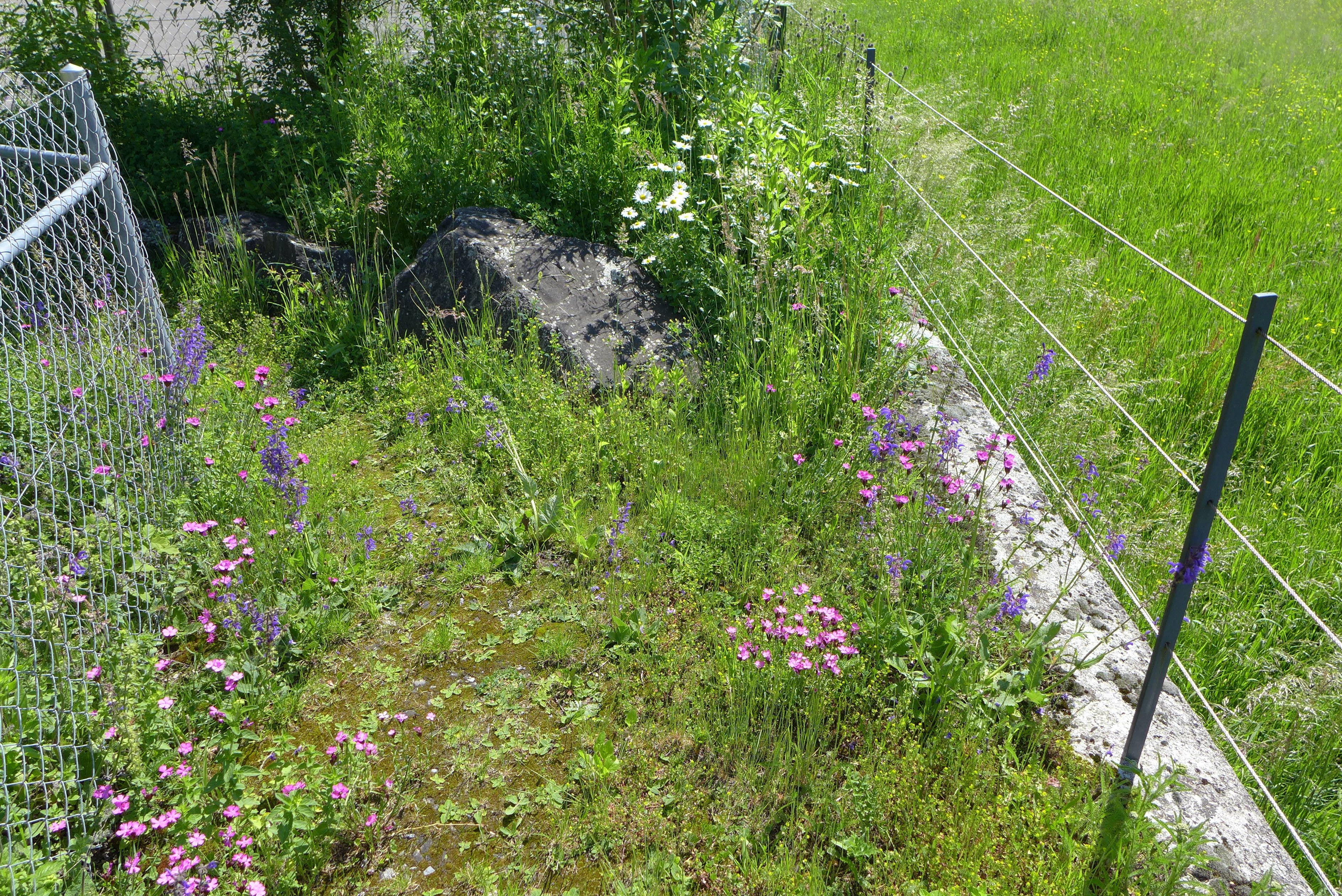 Laederach Gartenbau - Naturwiese auf kleiner Flaeche - Gartenbau
