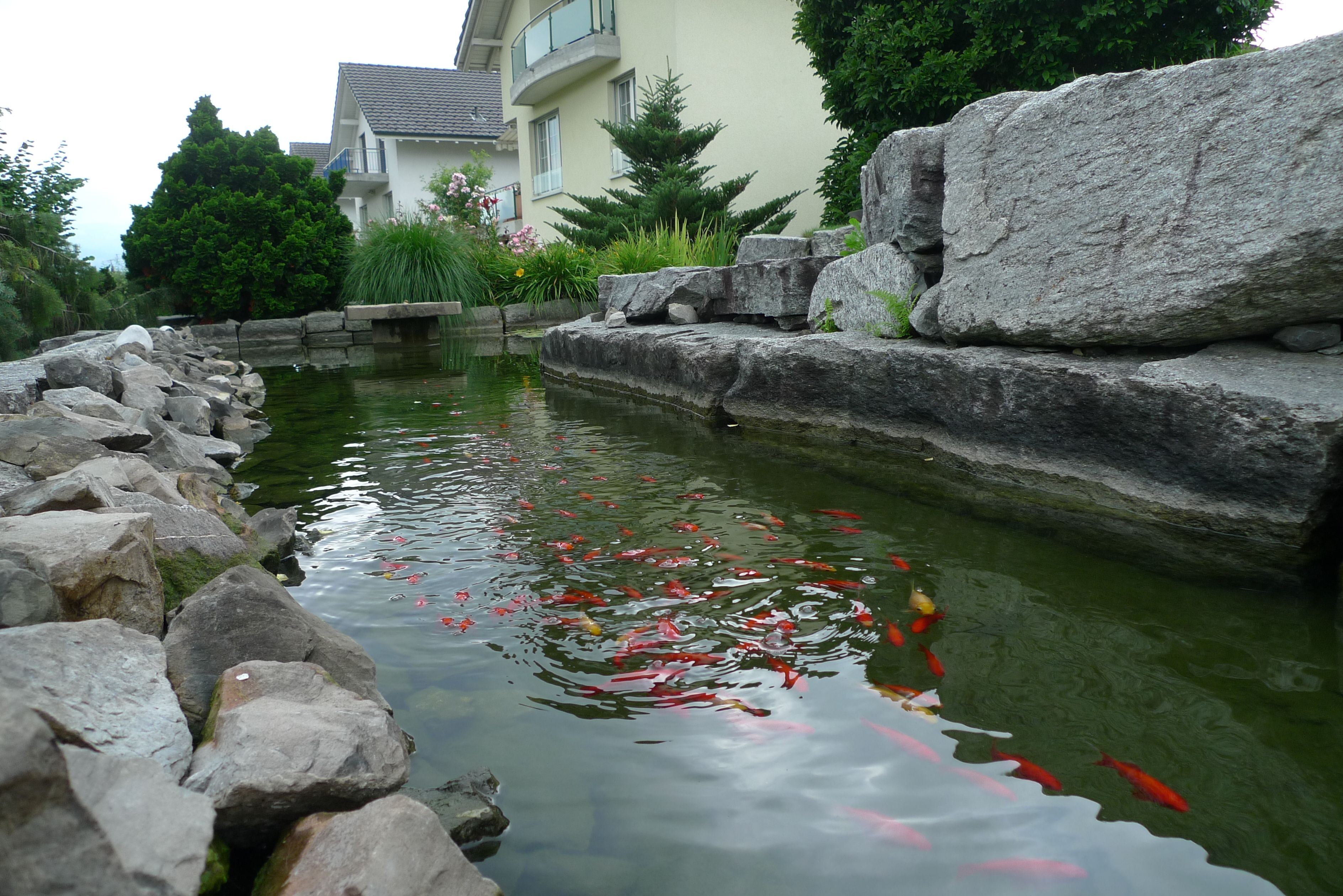 Laederach Gartenbau - Gartenteich - Fische im Garten - Gartenbau