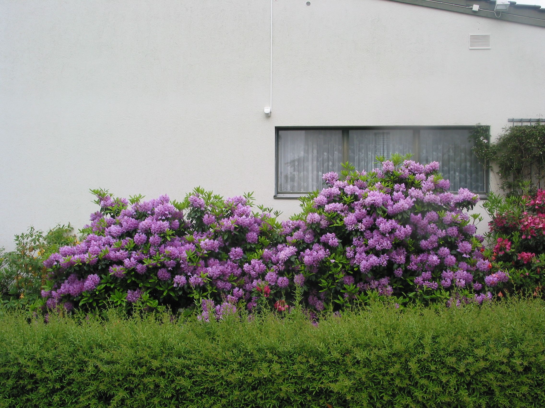 Laederach Gartenbau - bluehende Gaerten - Gartenpflege