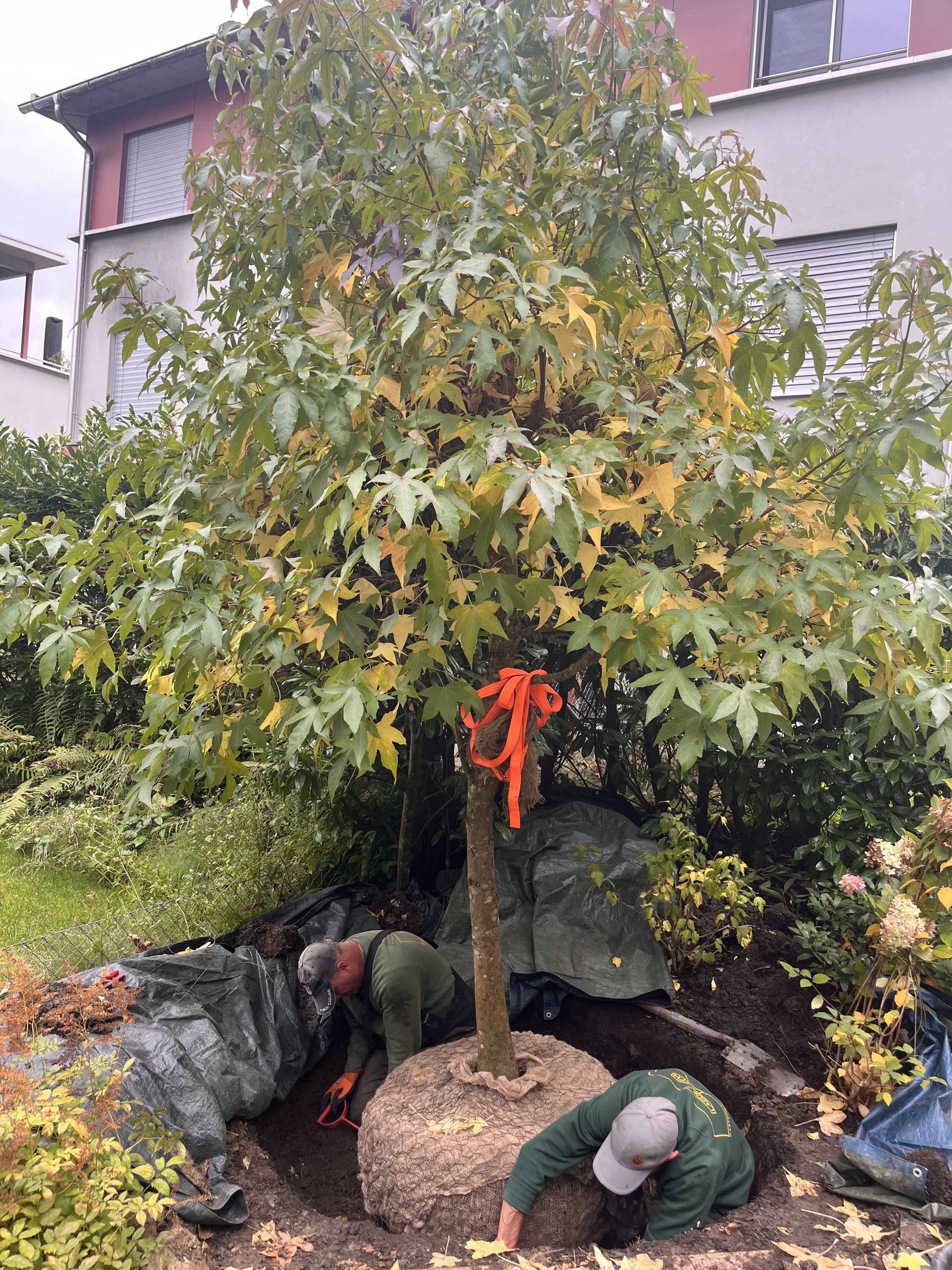 Laederach Gartenbau - Baum verpflanzen - Gartenpflege