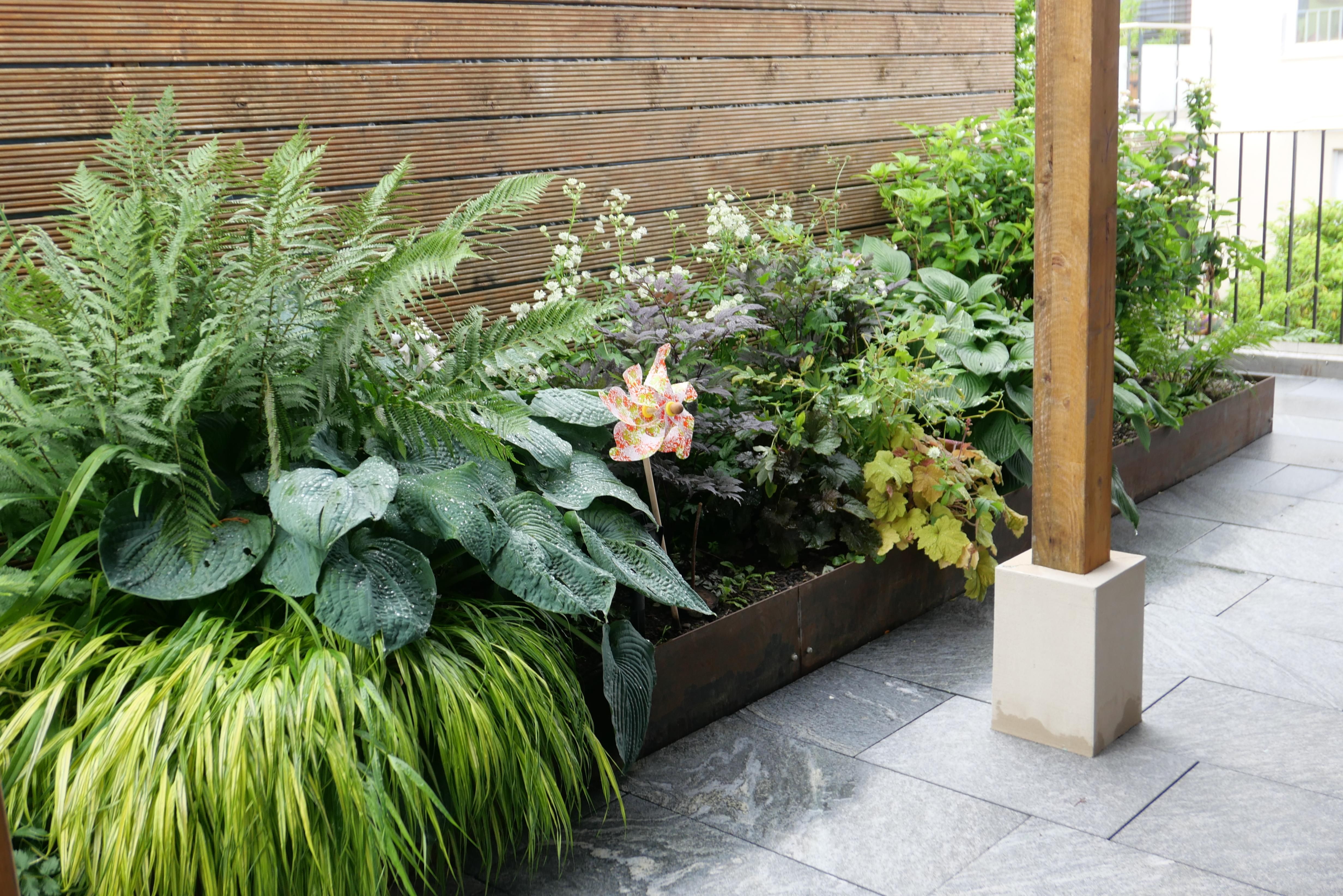 Laederach Gartenbau - Hosta im Garten - Metallabschluss - Gartenpflege