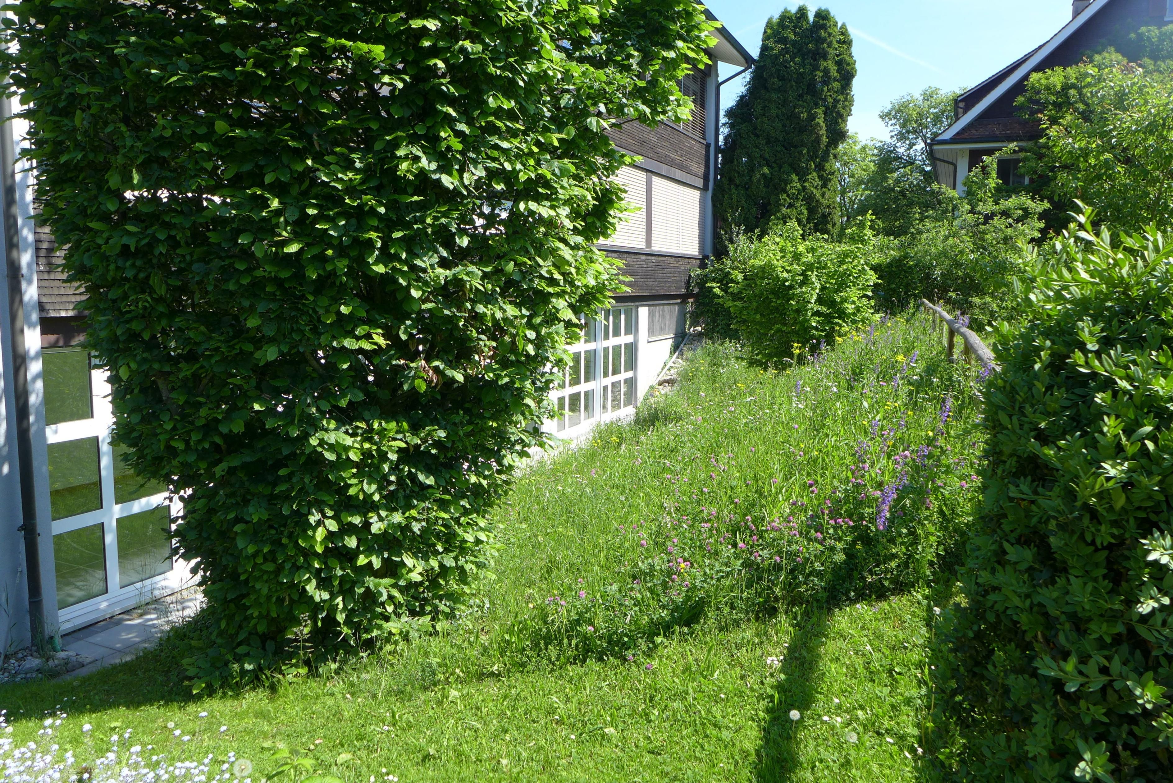 Laederach Gartenbau - Naturwiese im eigenen Garten - Gartenbau