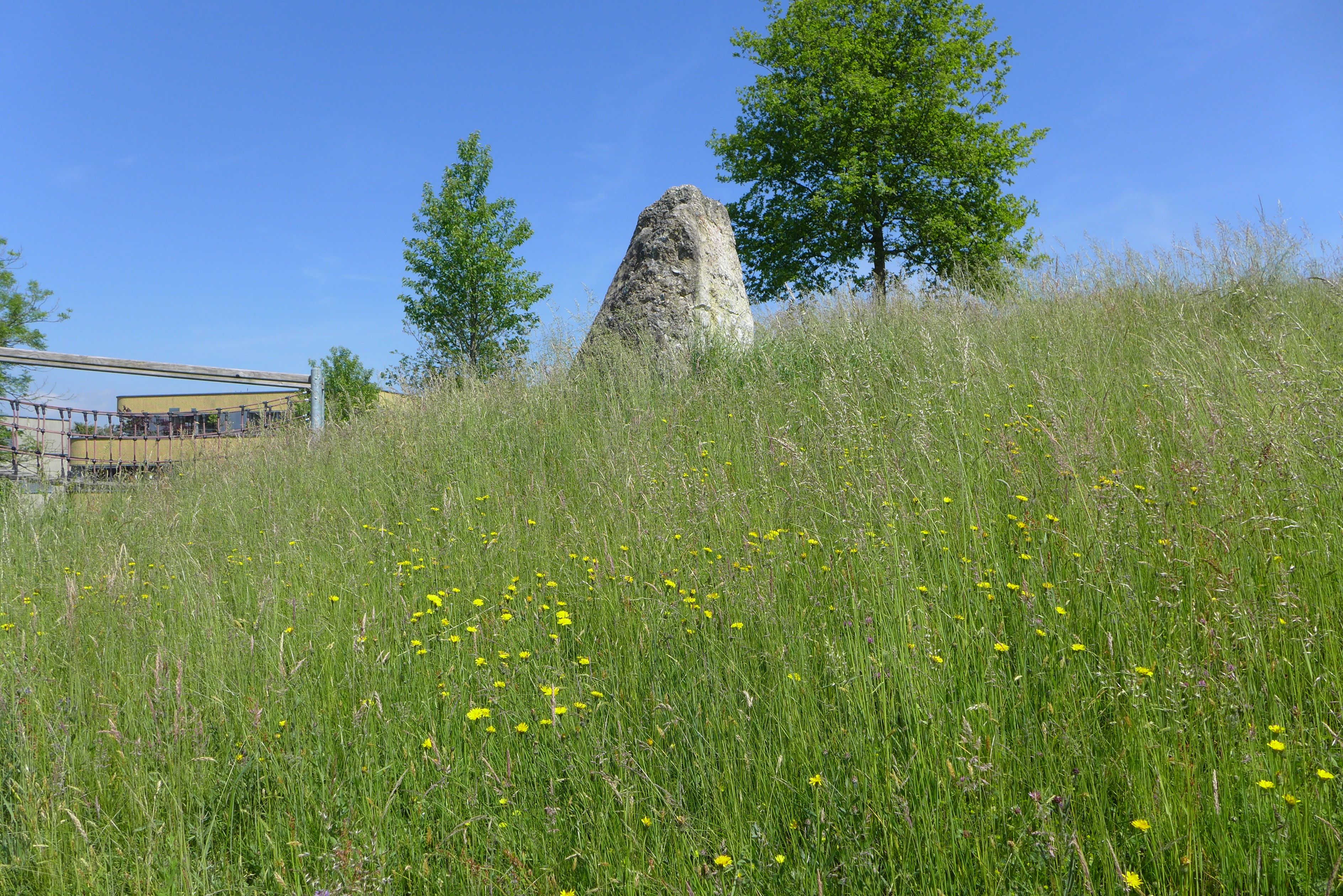 Laederach Gartenbau - Naturwiese im Garten - Gartenbau