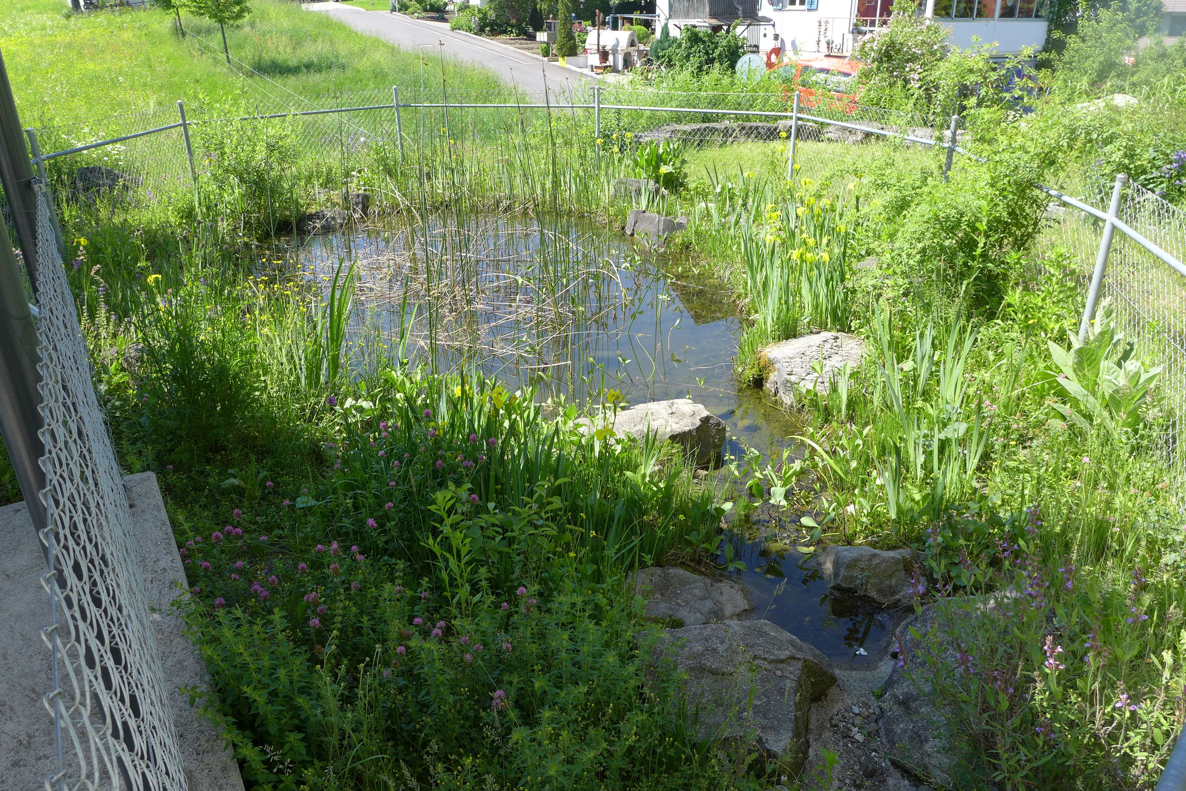 Laederach Gartenbau - naturnaher Gartenteich - Naturwiese - Gartenbau
